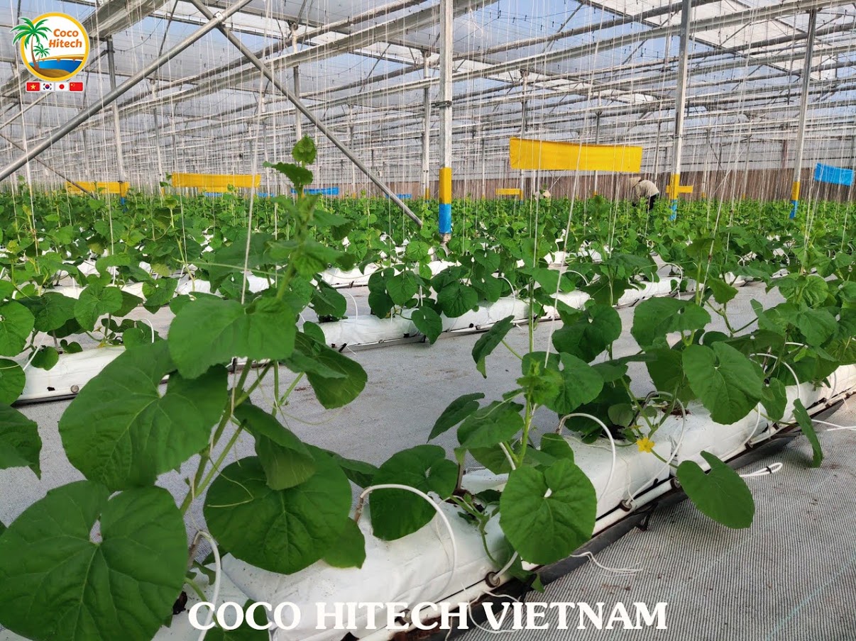 Thanh mụn dừa - Công Ty CP COCO HITECH